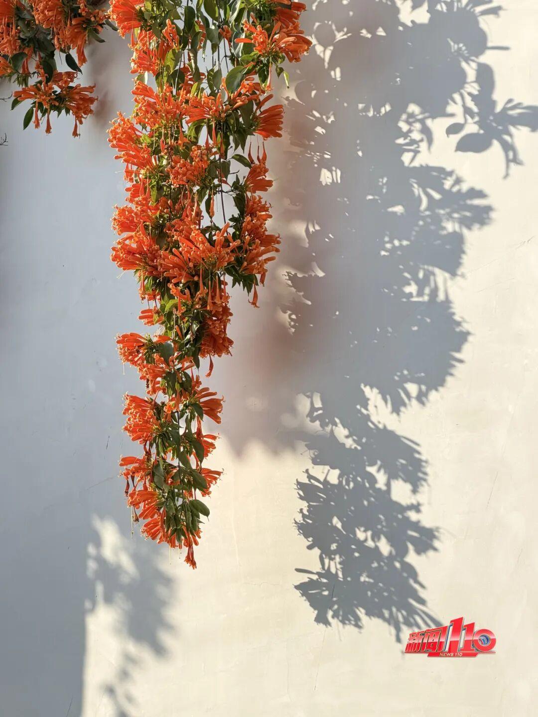 美得藏不住，多片花海迎来盛花期！是时候来福州赏花啦！