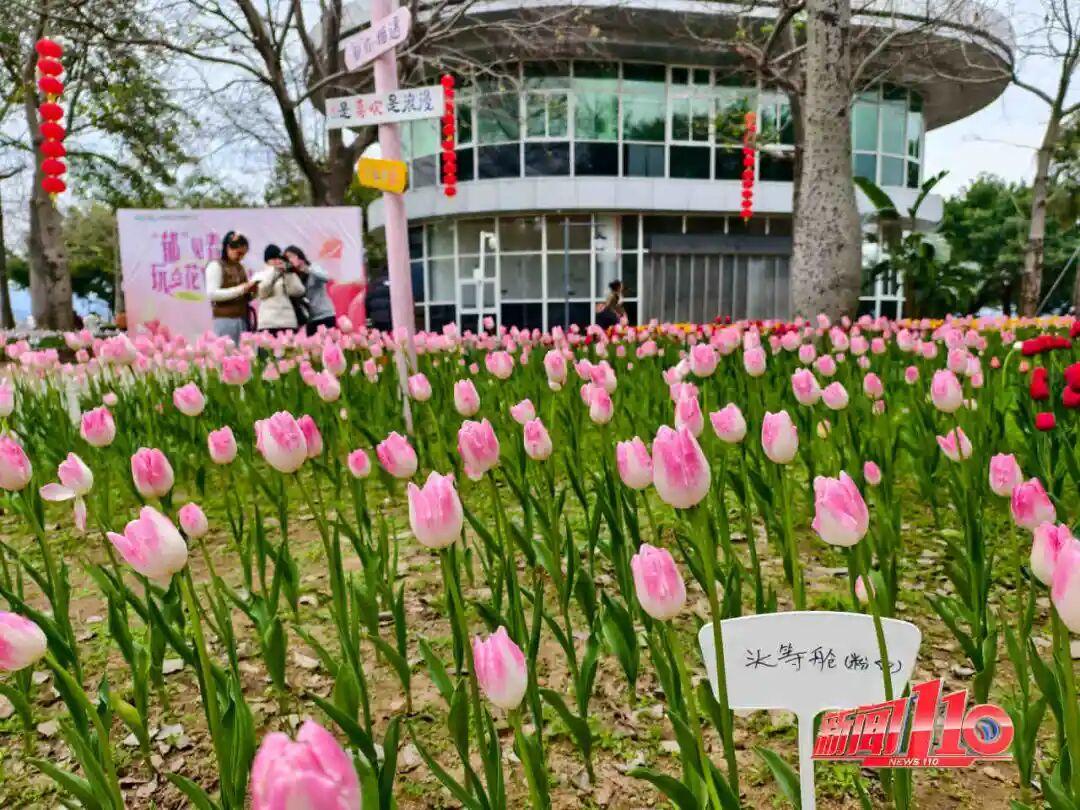 美得藏不住，多片花海迎来盛花期！是时候来福州赏花啦！