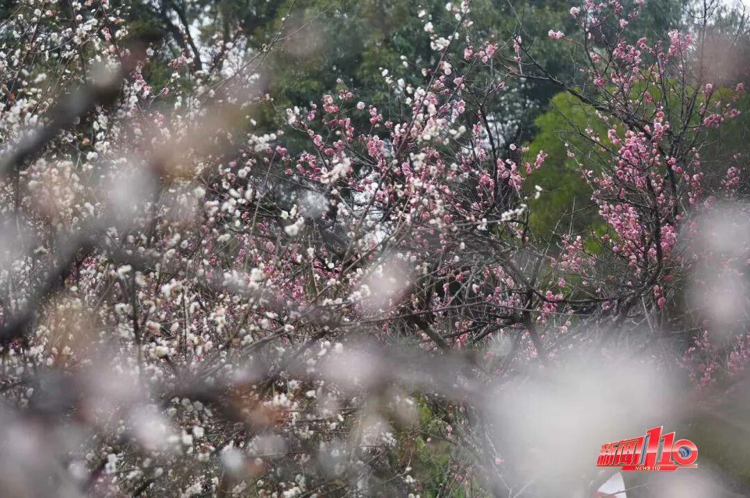 美得藏不住，多片花海迎来盛花期！是时候来福州赏花啦！