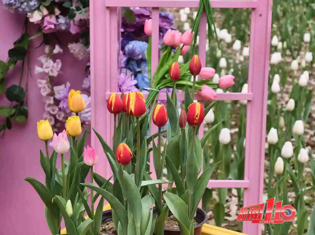 美得藏不住，多片花海迎来盛花期！是时候来福州赏花啦！