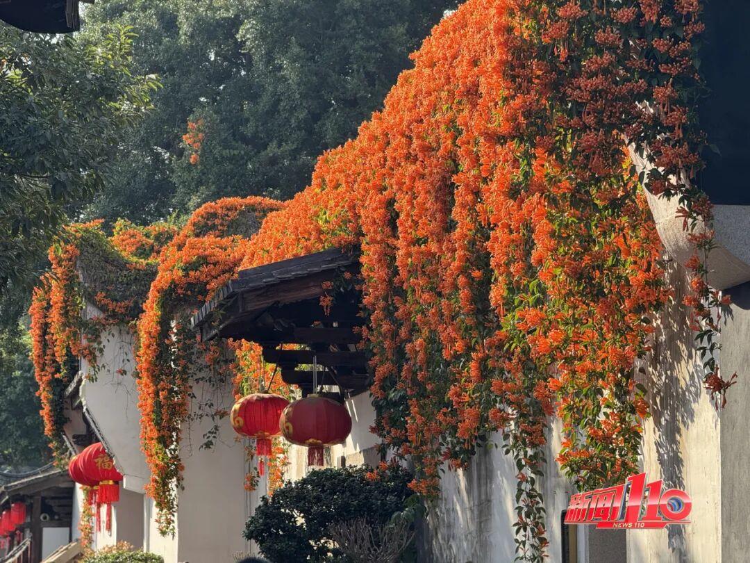 美得藏不住，多片花海迎来盛花期！是时候来福州赏花啦！