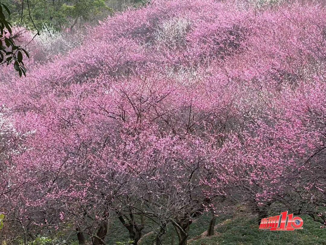 美得藏不住，多片花海迎来盛花期！是时候来福州赏花啦！