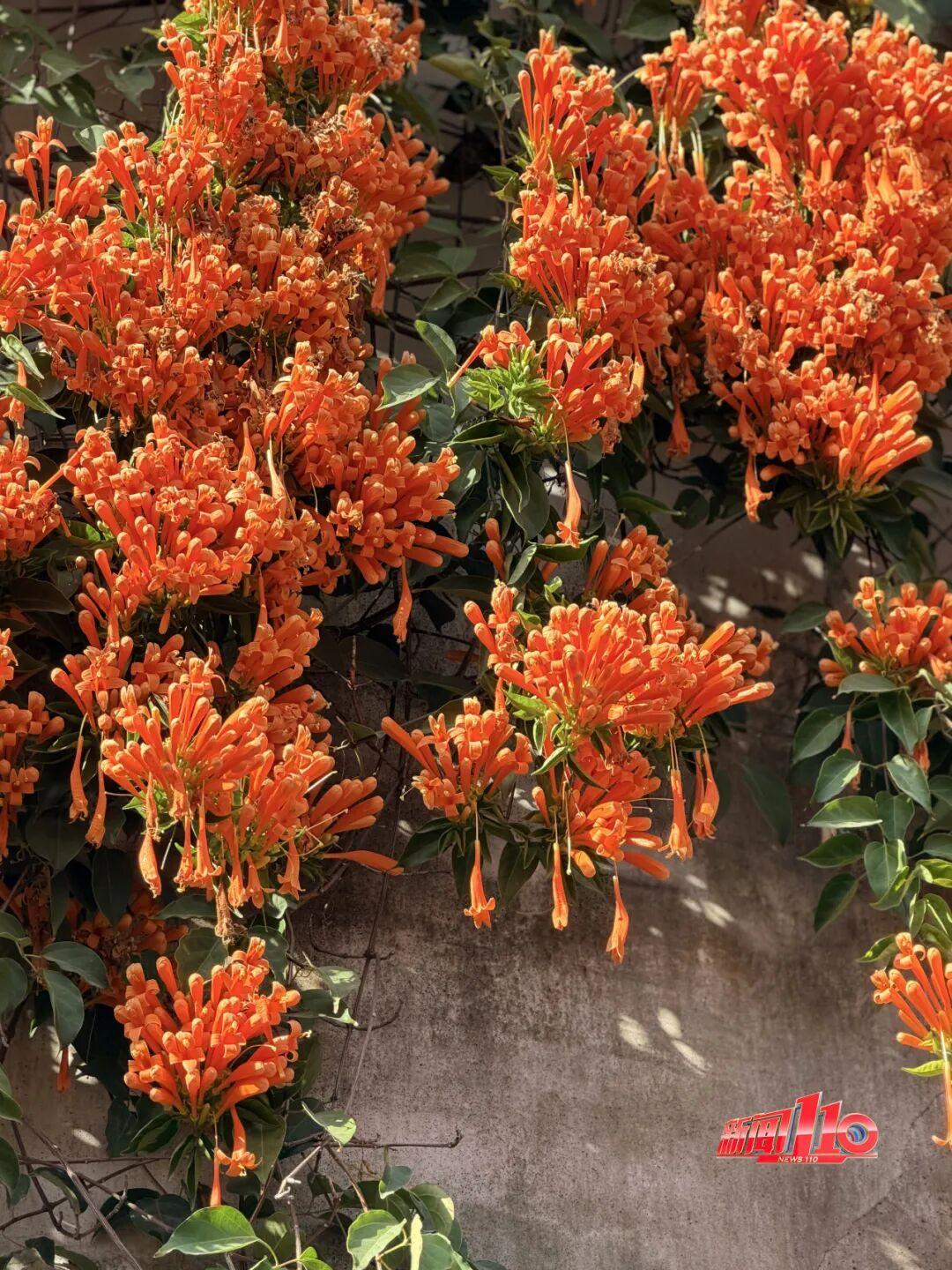 美得藏不住，多片花海迎来盛花期！是时候来福州赏花啦！