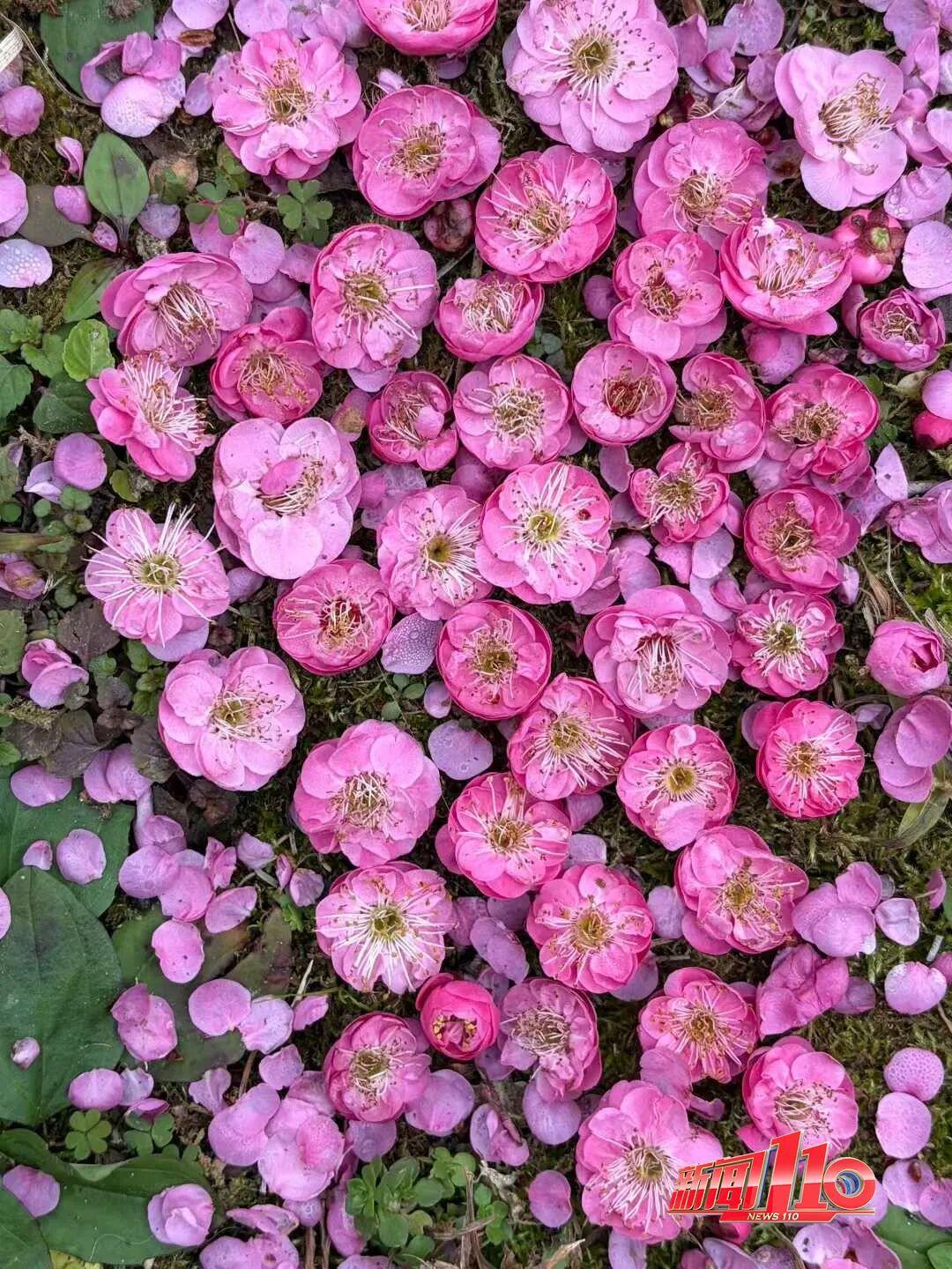 美得藏不住，多片花海迎来盛花期！是时候来福州赏花啦！