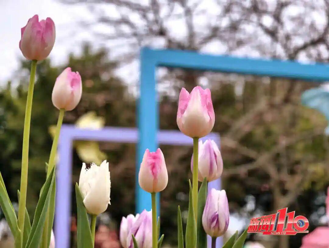 美得藏不住，多片花海迎来盛花期！是时候来福州赏花啦！