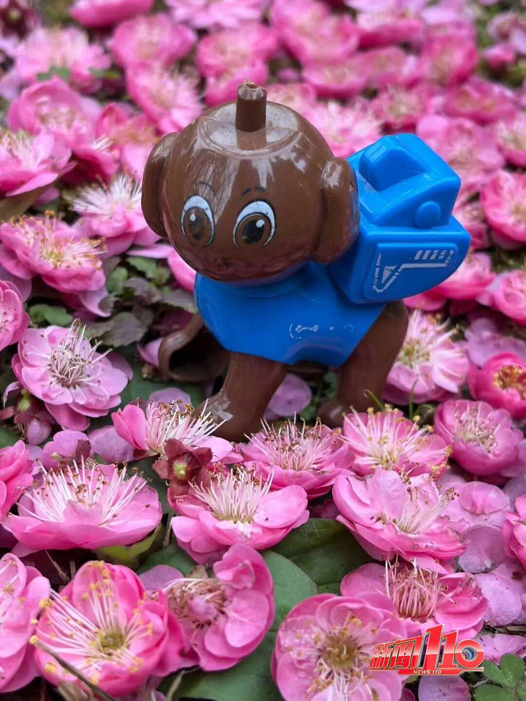 美得藏不住，多片花海迎来盛花期！是时候来福州赏花啦！