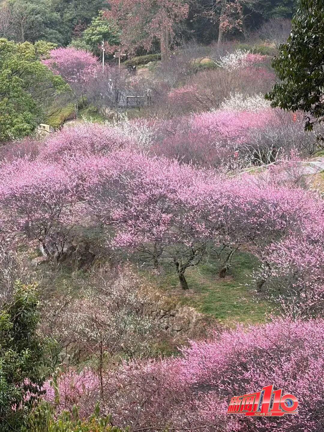 美得藏不住，多片花海迎来盛花期！是时候来福州赏花啦！