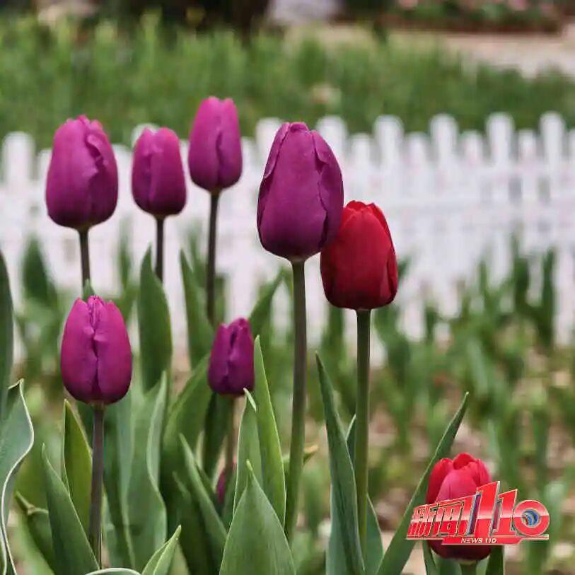 美得藏不住，多片花海迎来盛花期！是时候来福州赏花啦！