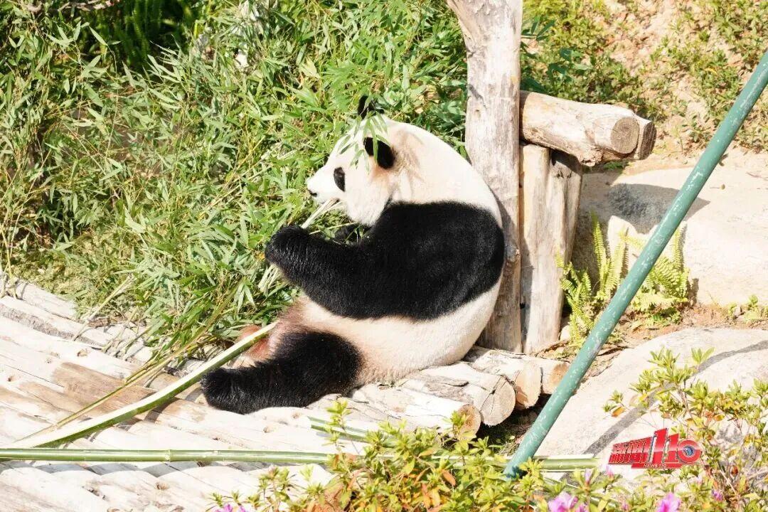 美得藏不住，多片花海迎来盛花期！是时候来福州赏花啦！