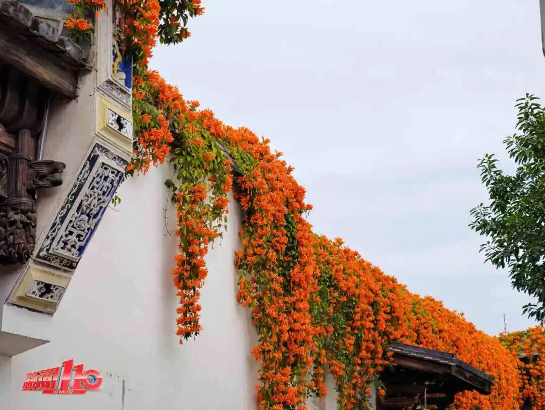 美得藏不住，多片花海迎来盛花期！是时候来福州赏花啦！