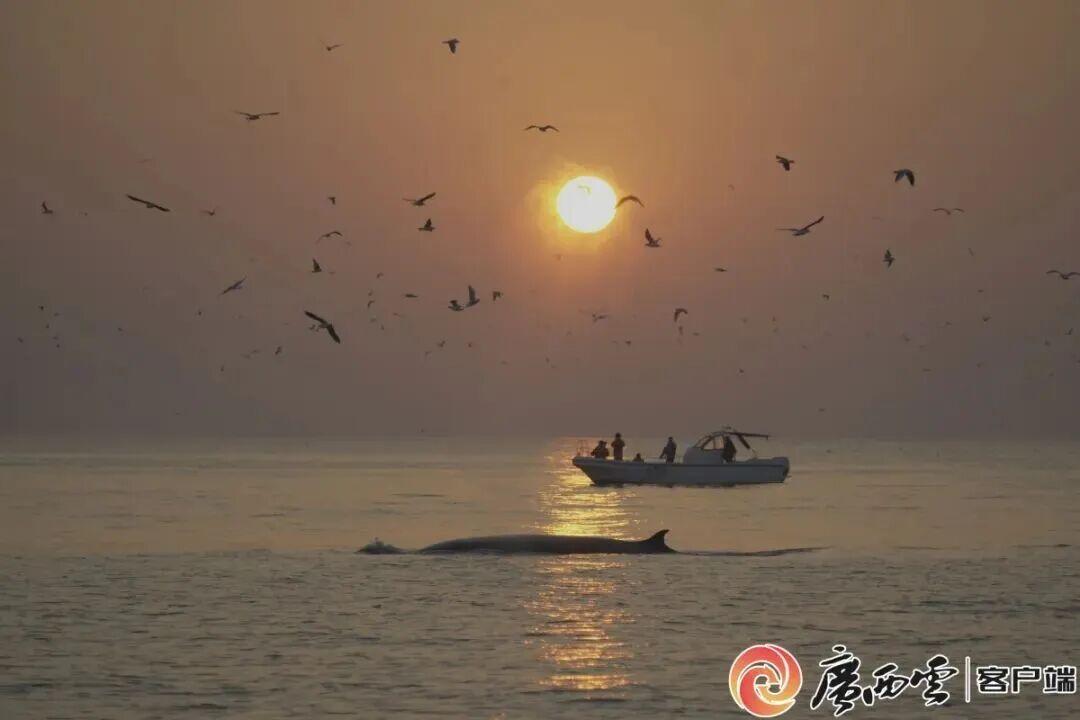 渔船撞击布氏鲸，官方通报