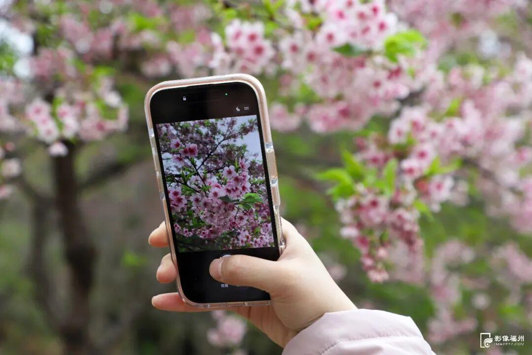 美上央视！福州春日花海已上线！