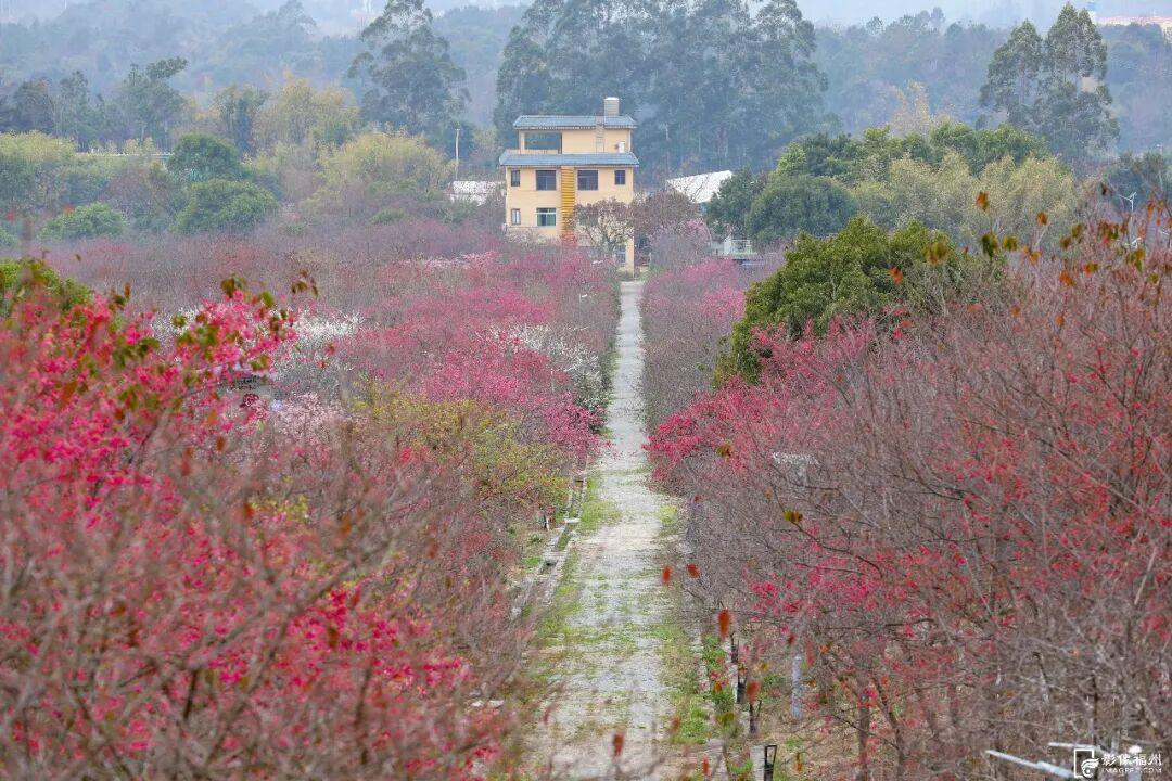 美上央视！福州春日花海已上线！