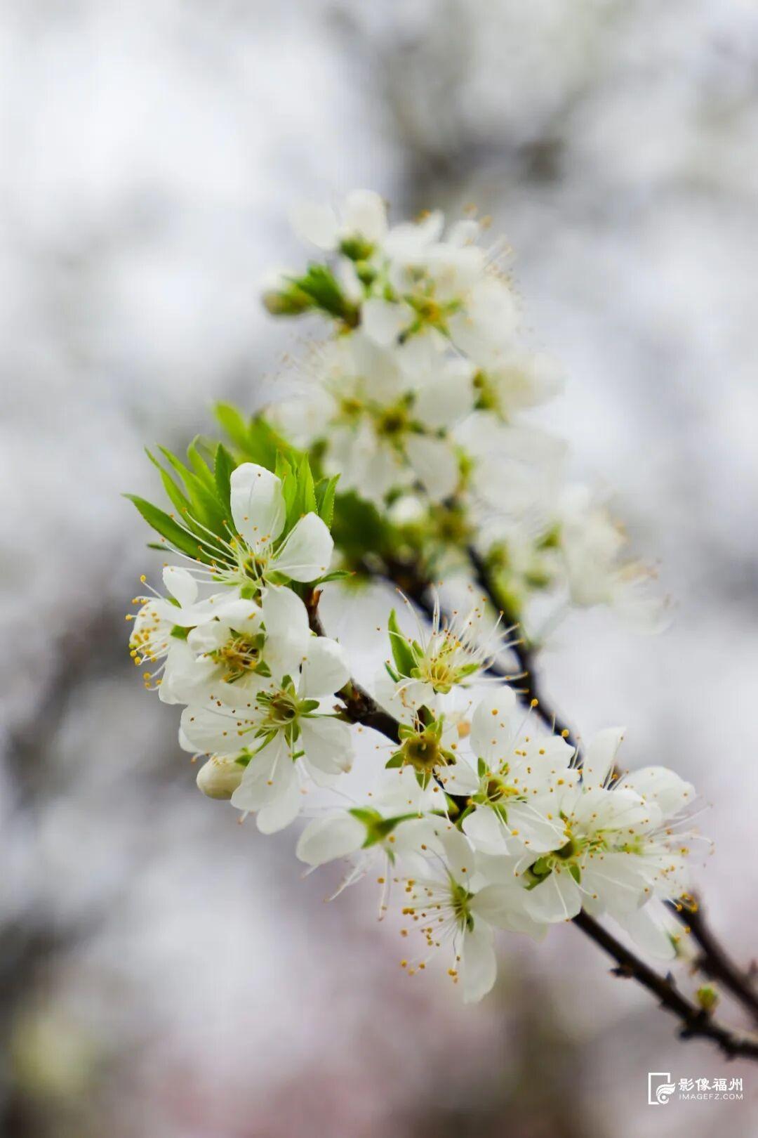 美上央视！福州春日花海已上线！