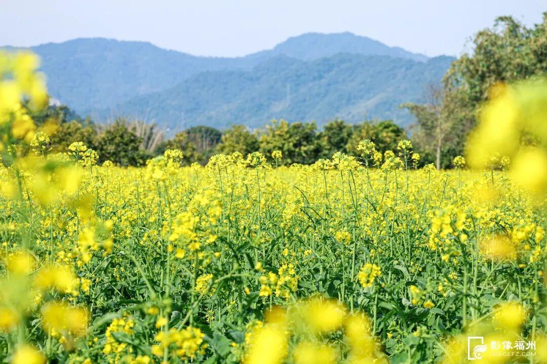 美上央视！福州春日花海已上线！