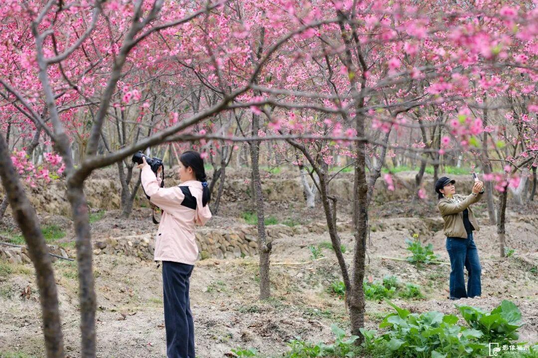 美上央视！福州春日花海已上线！