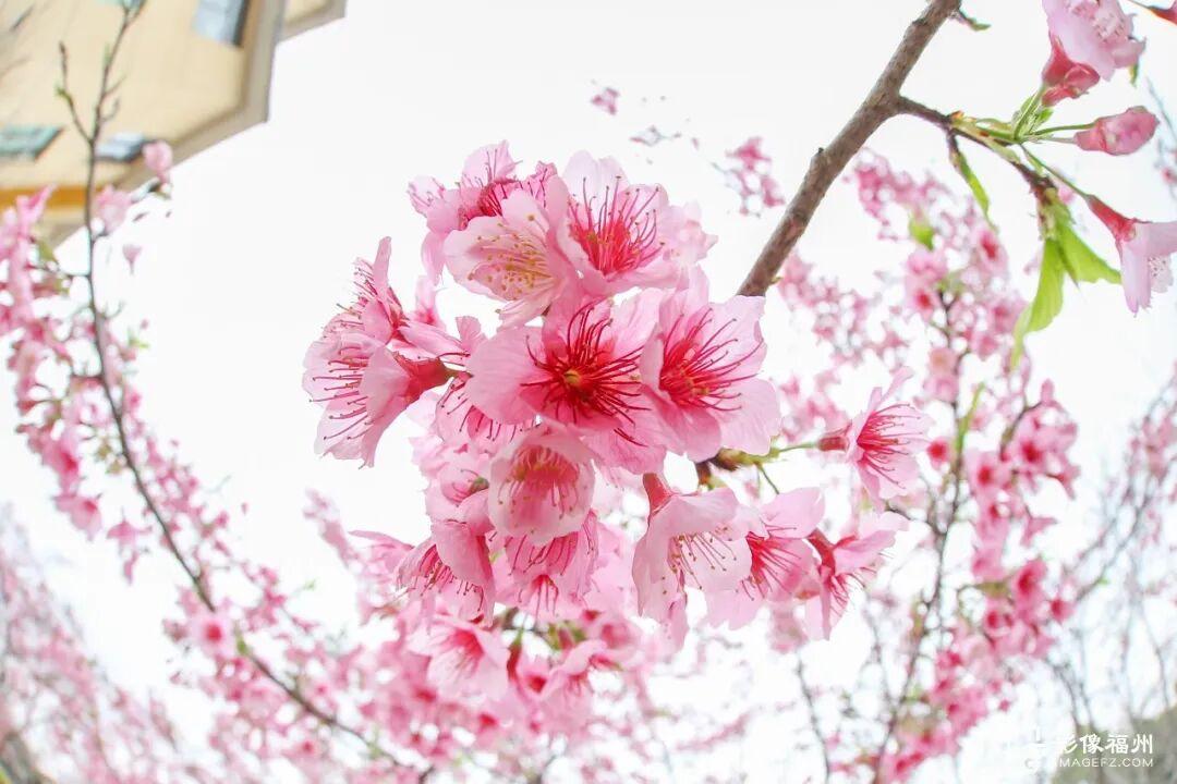美上央视！福州春日花海已上线！