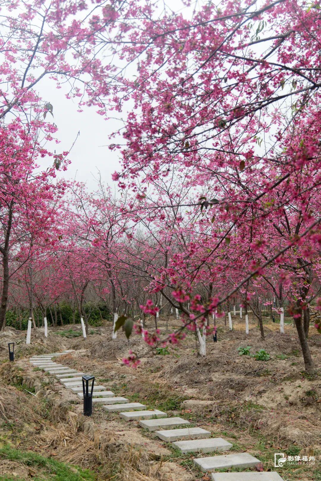 美上央视！福州春日花海已上线！