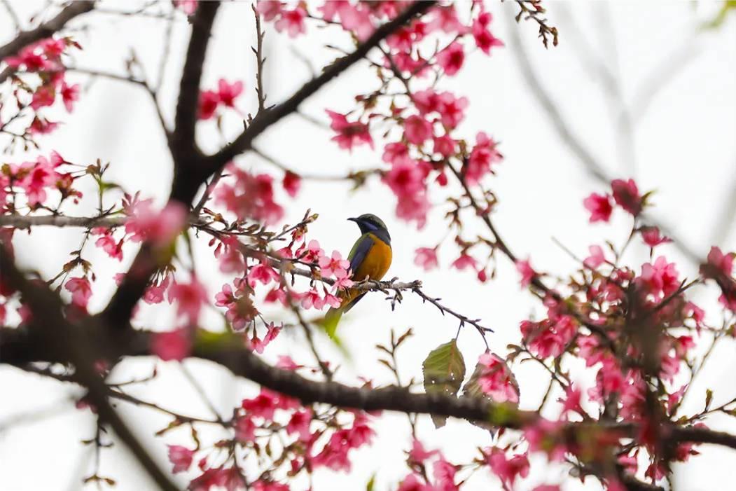 美上央视！福州春日花海已上线！