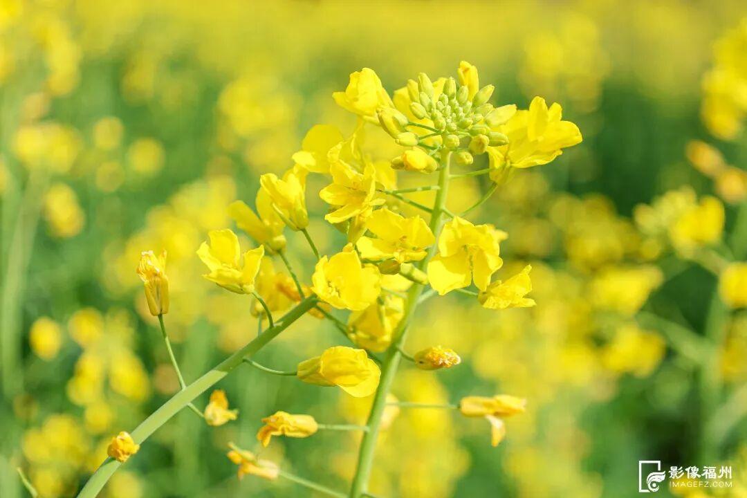 美上央视！福州春日花海已上线！