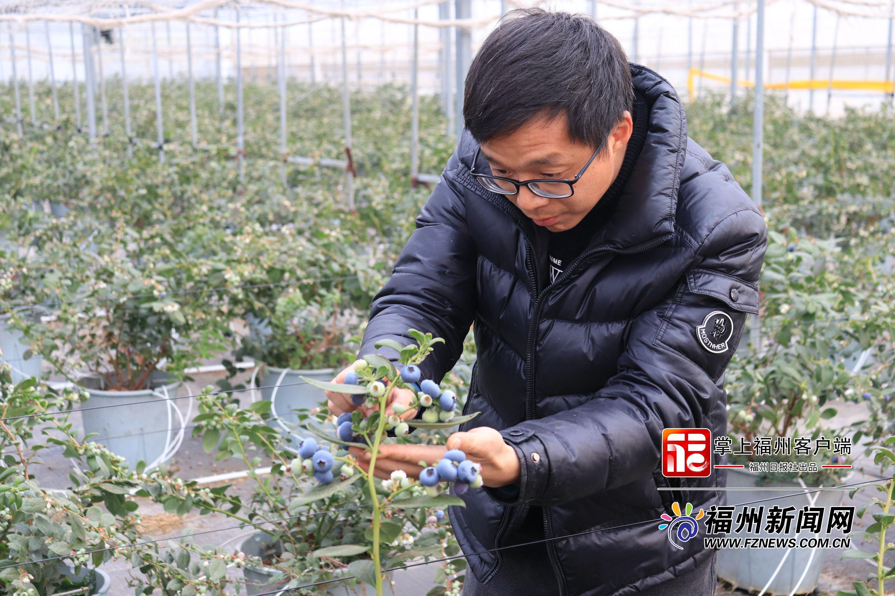新春走基层｜福清：春节蓝莓“红” 山海产业兴