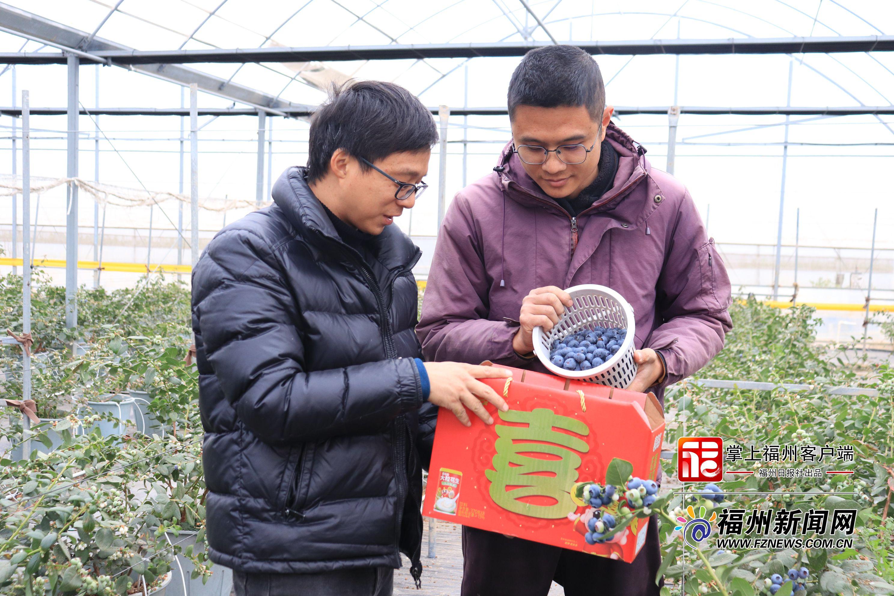 新春走基层｜福清：春节蓝莓“红” 山海产业兴