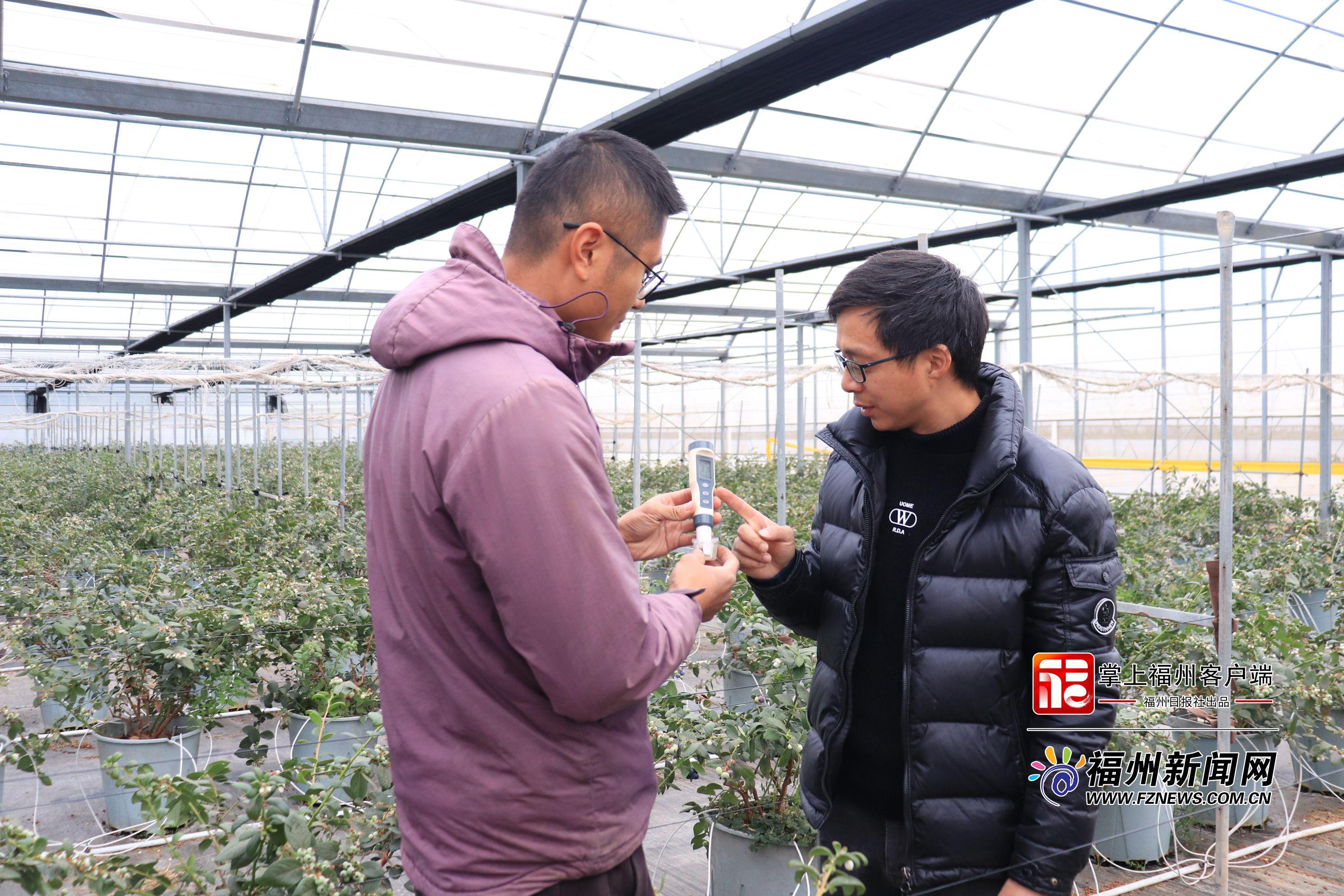 新春走基层｜福清：春节蓝莓“红” 山海产业兴