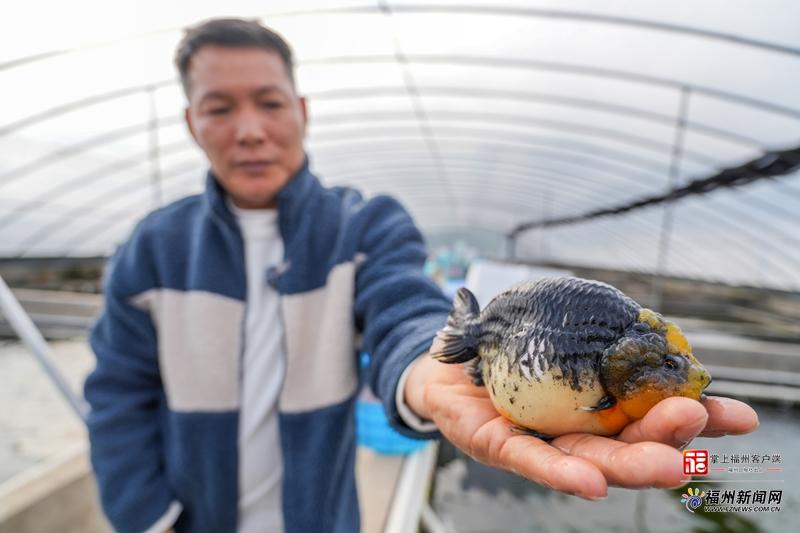 新春走基层｜年货顶流！带条福州金鱼回家
