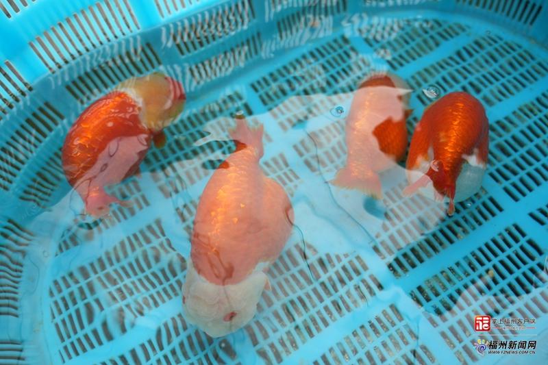 新春走基层｜年货顶流！带条福州金鱼回家