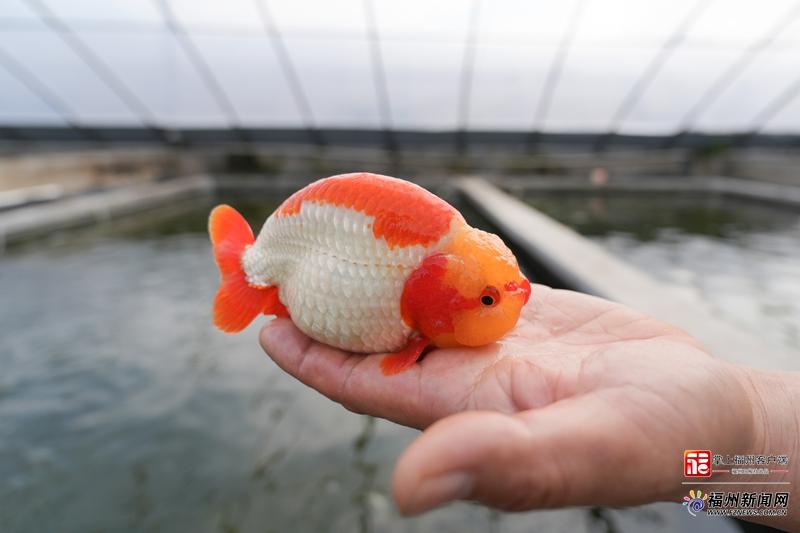 新春走基层｜年货顶流！带条福州金鱼回家