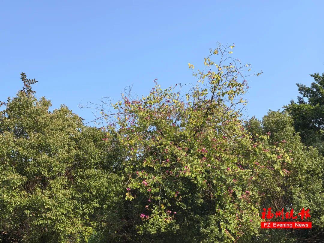 29℃！福州即将大升温！回南天要来了！记得关窗