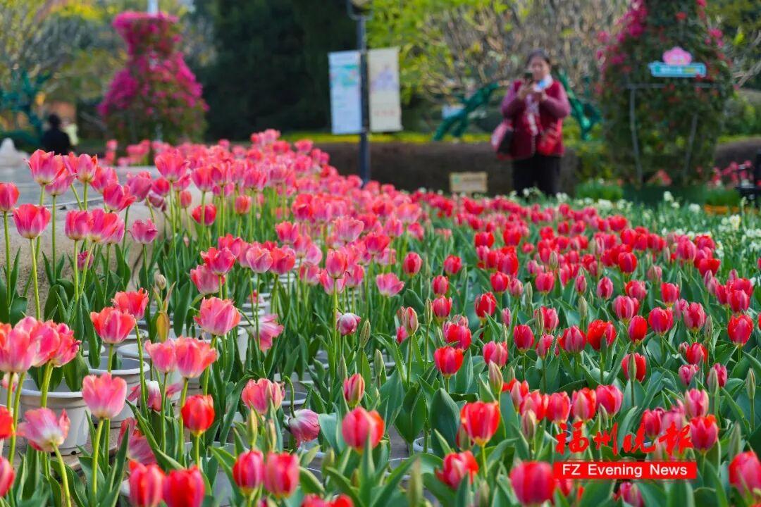 30000多株！福州温泉公园郁金香花海，太美了！坐地铁可达！