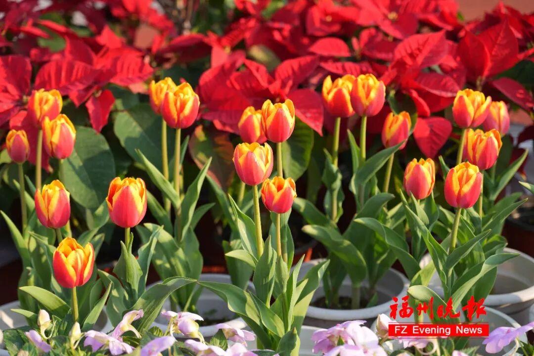 30000多株！福州温泉公园郁金香花海，太美了！坐地铁可达！