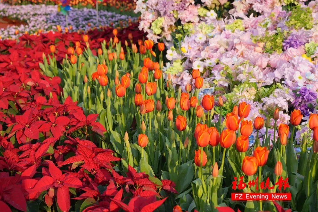 30000多株！福州温泉公园郁金香花海，太美了！坐地铁可达！