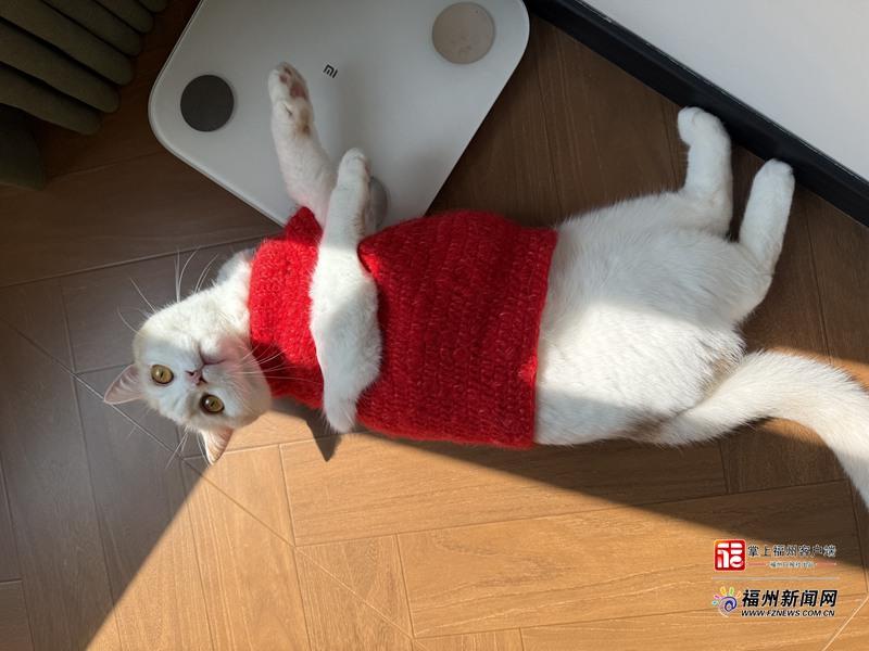 新消费｜萌宠也要过大年！福州宠物消费市场迎来“春节档”