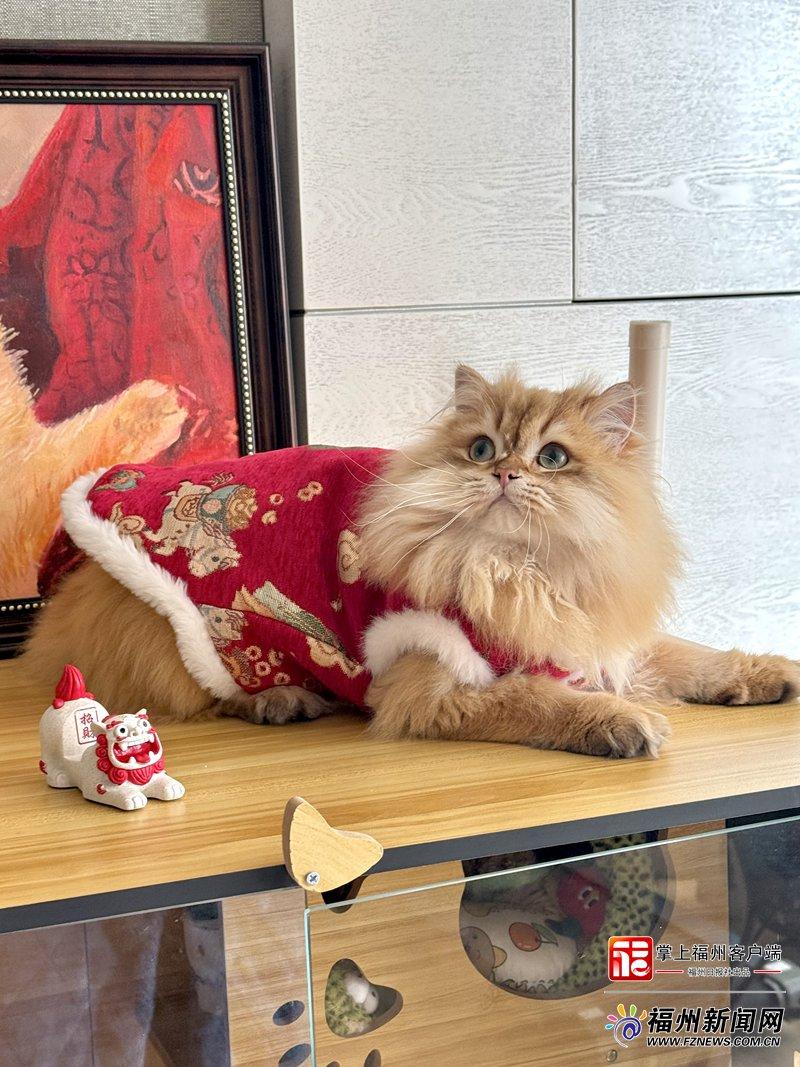 新消费｜萌宠也要过大年！福州宠物消费市场迎来“春节档”