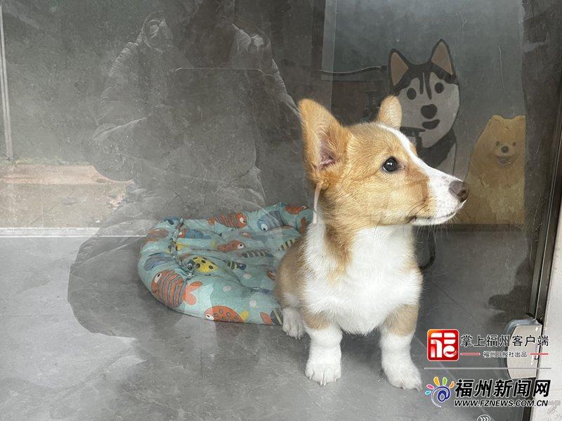 新消费｜萌宠也要过大年！福州宠物消费市场迎来“春节档”