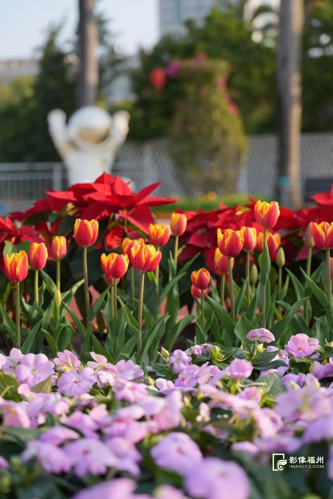 来福州，赴一场新春花事！