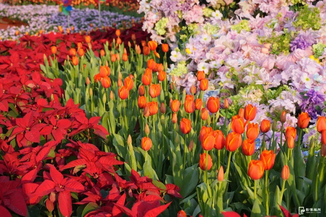 来福州，赴一场新春花事！