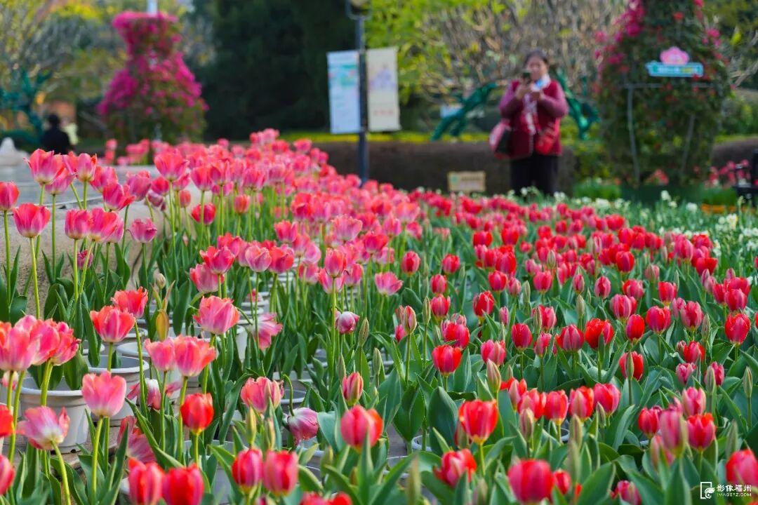来福州，赴一场新春花事！