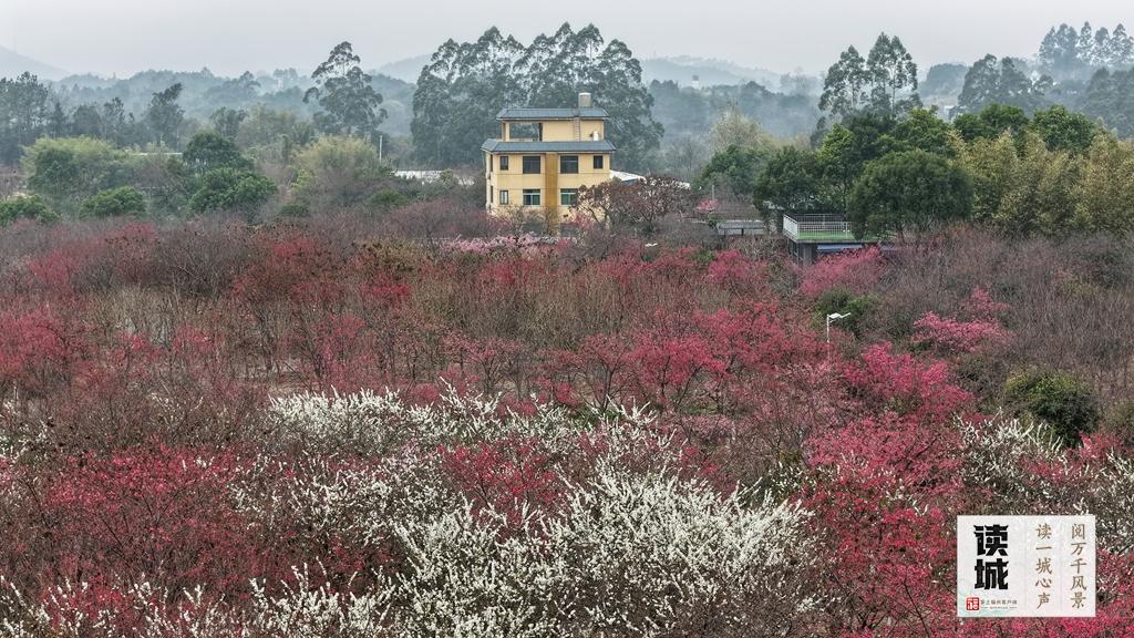 读城｜山樱花开报春归！快来福州赴一场烂漫之约