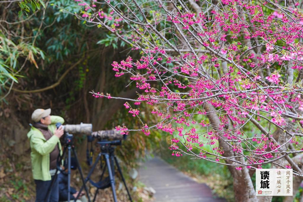 读城｜山樱花开报春归！快来福州赴一场烂漫之约