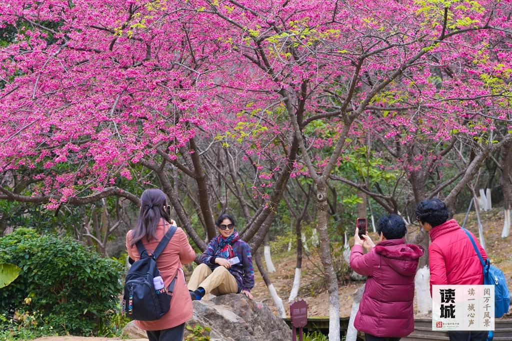 读城｜山樱花开报春归！快来福州赴一场烂漫之约
