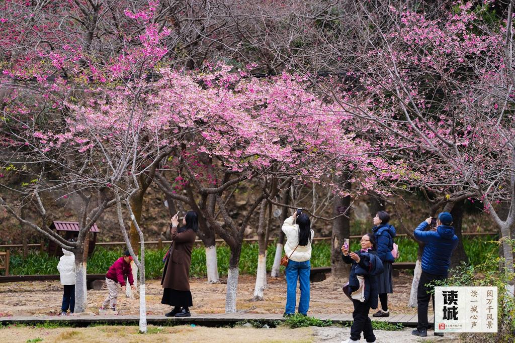 读城｜山樱花开报春归！快来福州赴一场烂漫之约