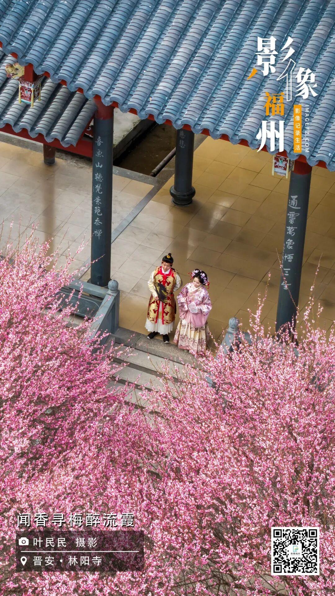 影像福州丨闻香寻梅醉流霞