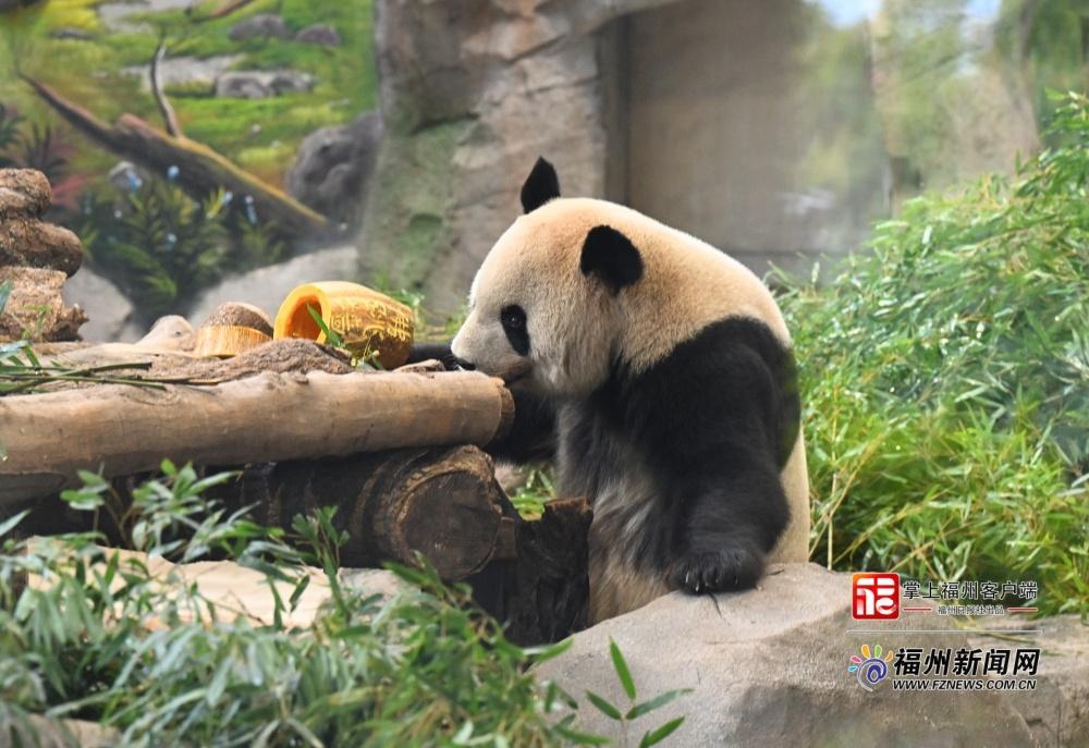 “佛跳墙”“红蟳饭”……福州五只大熊猫吃特制闽味大餐贺新春
