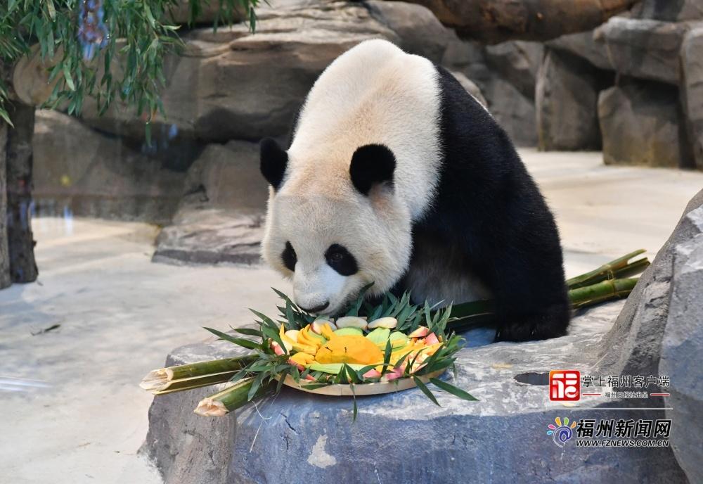 “佛跳墙”“红蟳饭”……福州五只大熊猫吃特制闽味大餐贺新春