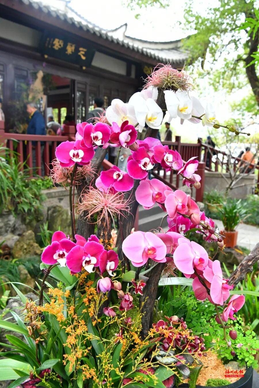 免费！去福州于山，看兰花！