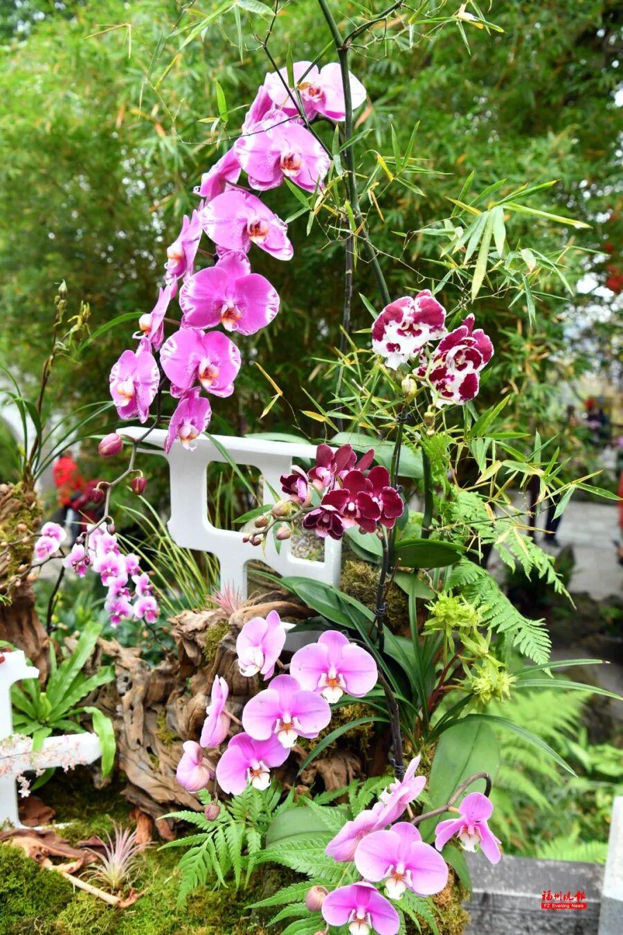 免费！去福州于山，看兰花！