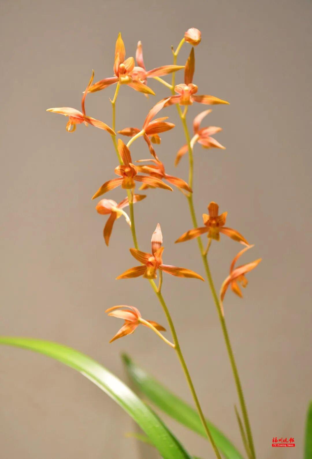 免费！去福州于山，看兰花！